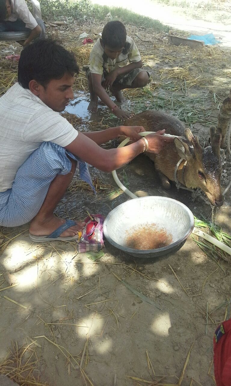 Villagers wounded deer are breeding