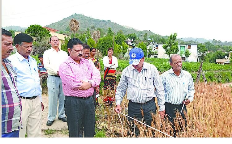 Despite the good yields in dry rung Bist village