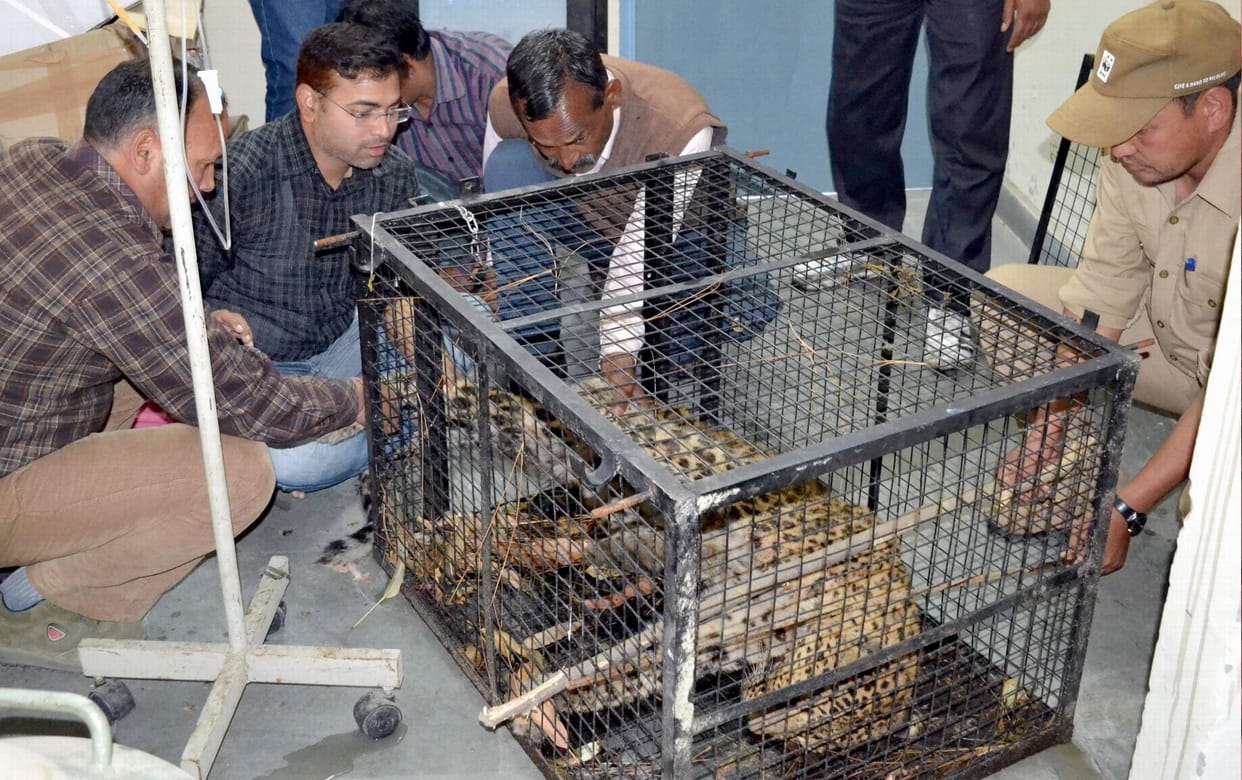 injured guldar.