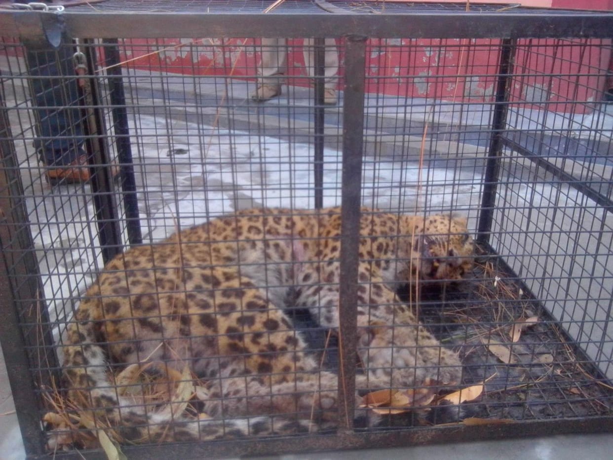 leopard found injured, came to hospital.