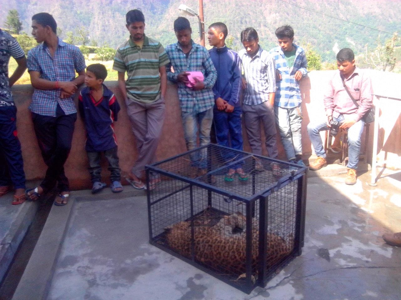 leopard found injured, came to hospital.