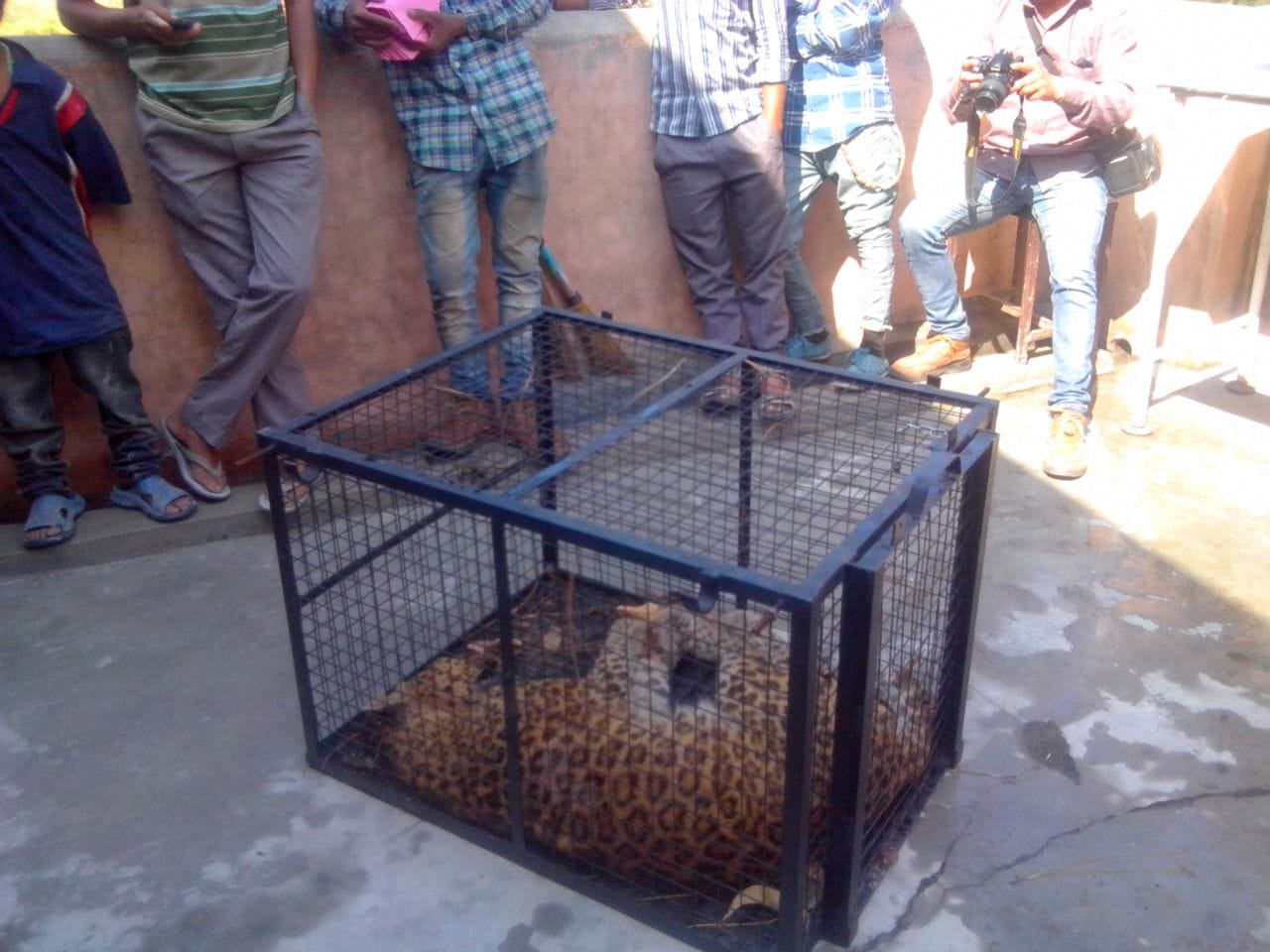 leopard found injured, came to hospital.