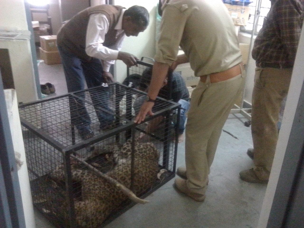 leopard found injured, came to hospital.