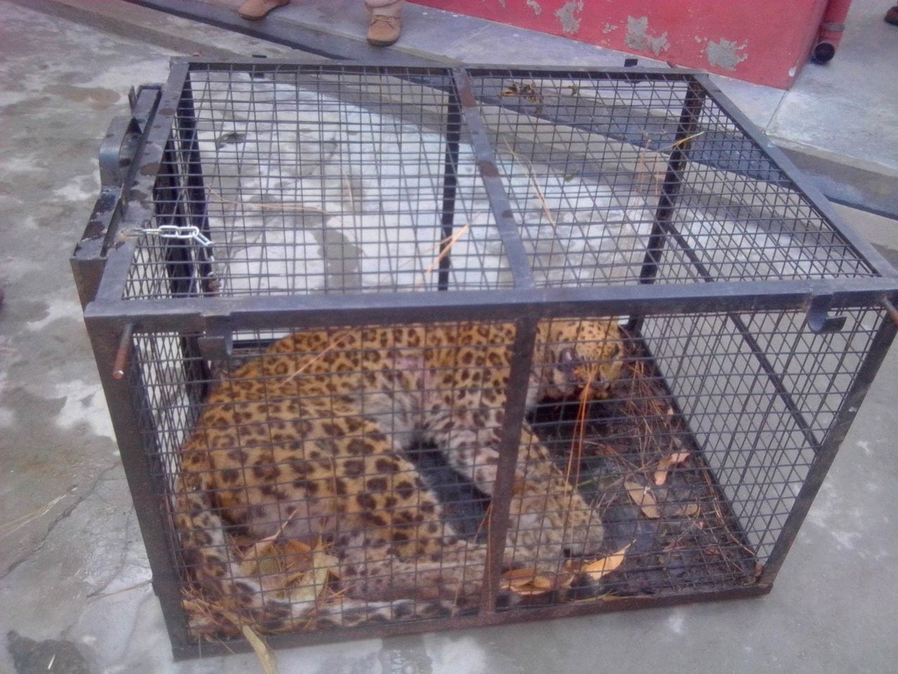 leopard found injured, came to hospital.