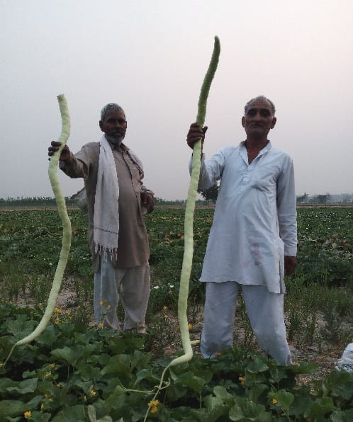 cucumber, longest cucumber, longest cucumber in rohtak, longest cucumber in haryana, rohtak, haryana