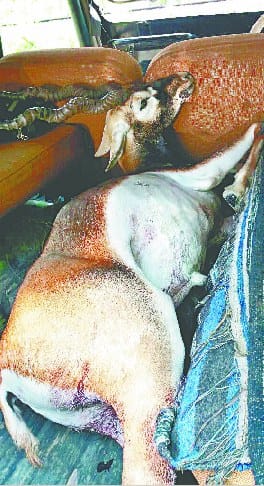 Bahedi buck killed by poachers in