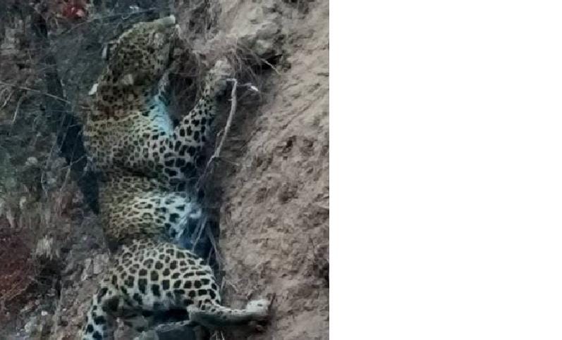 a leopord catch in wire