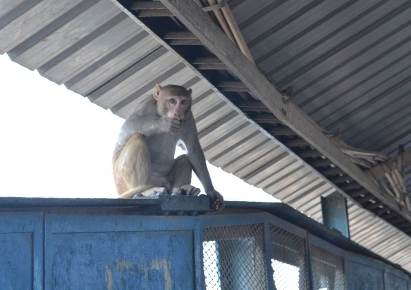 Booking clerk monkeys snatched the ticket roll