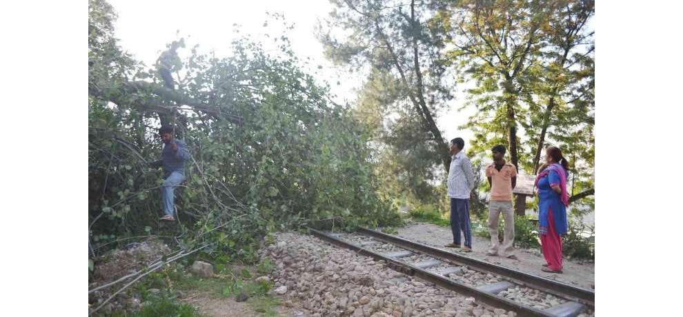 Tree falls down on Kalka Shimla Heritage track