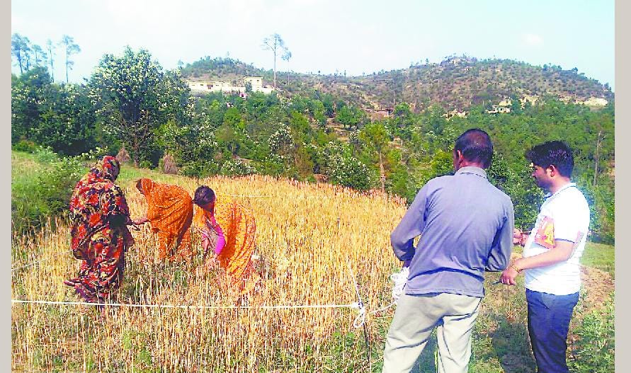 28 per cent damage to the wheat crop to drought