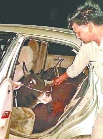 Three bulls were taking caulk in Handa City