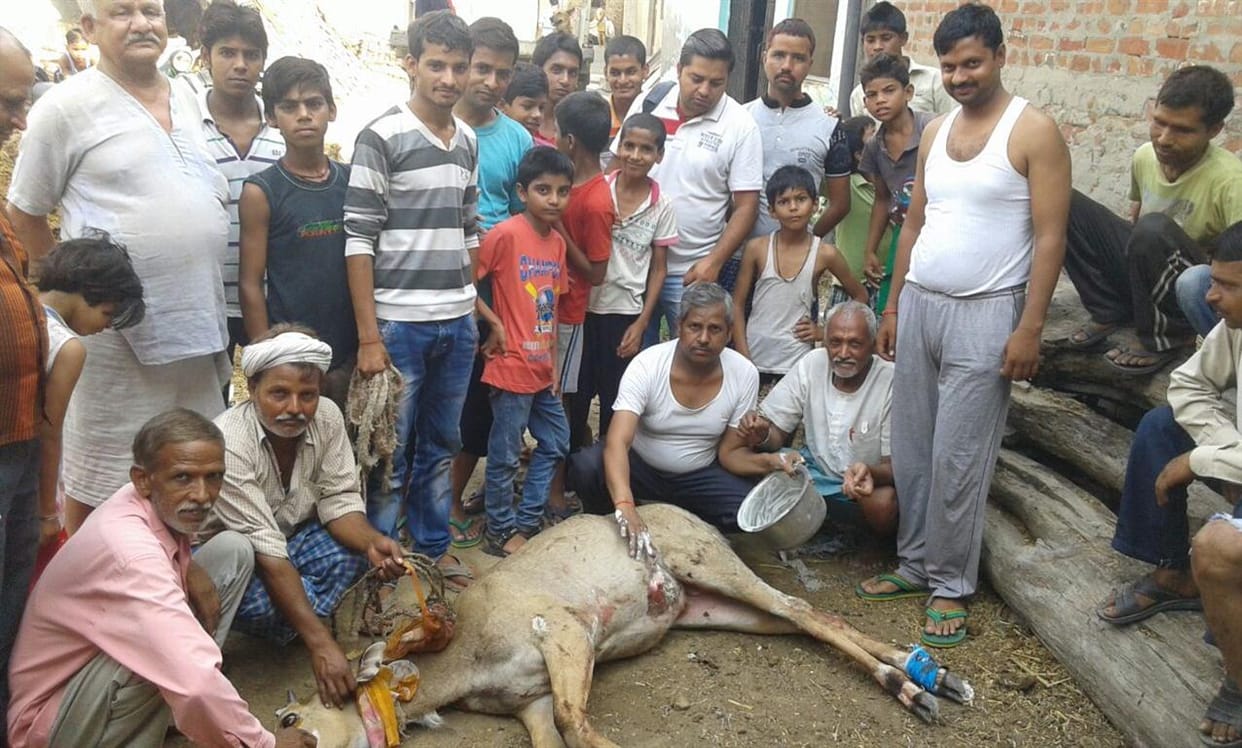 School van collided with nilgai
