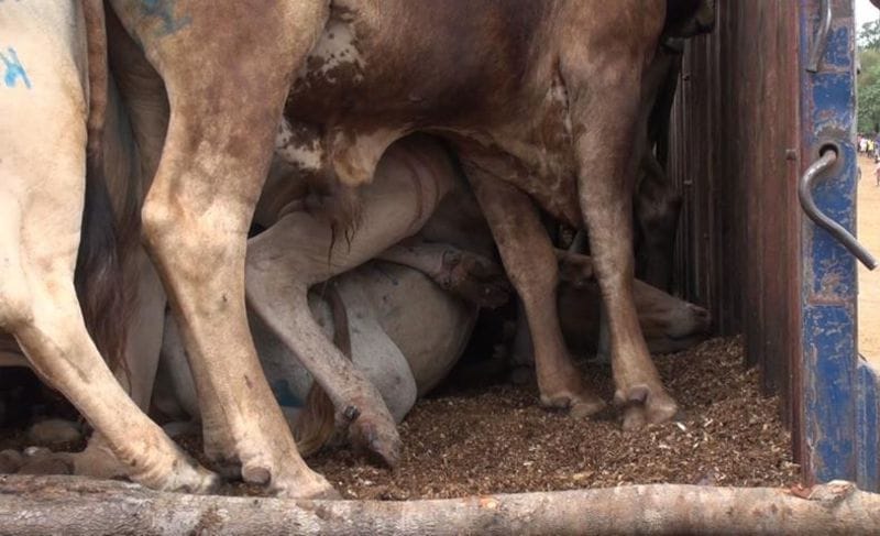 10 animals smuggler arrested with 110 cattle in jammu