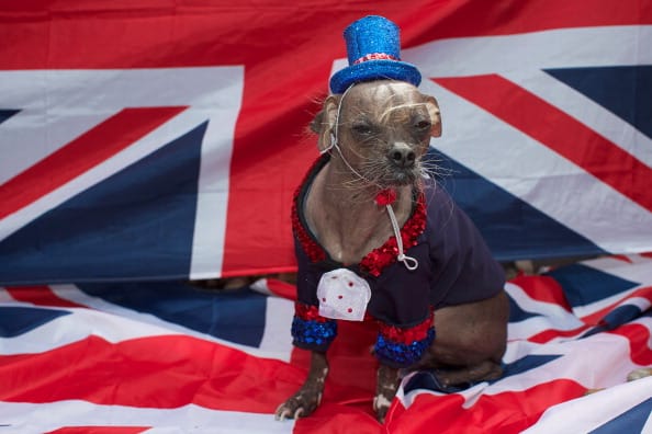 world ugliest dog helping peoples with disabilities