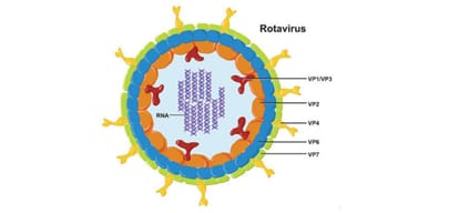 research reveals that rotavirus vaccine causes diarrhoea in children