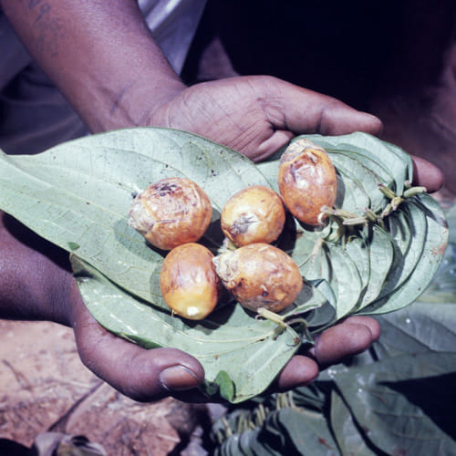 a supari can bring fortune to you home, see how 