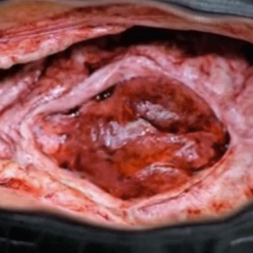 aligator's heart inside a handbag, shopper horrified