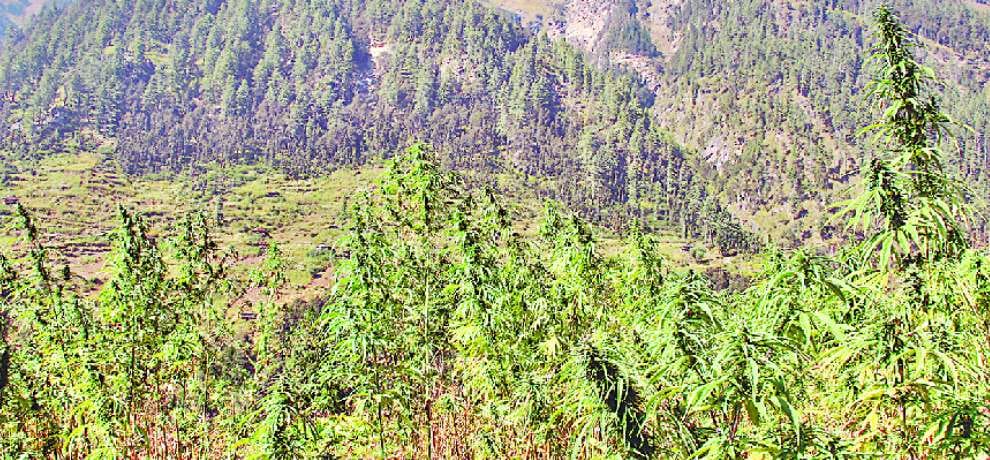 illegal opium and charas cultivation in kullu banjar himachal