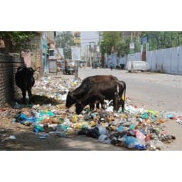 without inspector of muniscipal council,city Disorderly