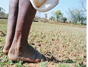 Expected good monsoon, the farm ready for nursery