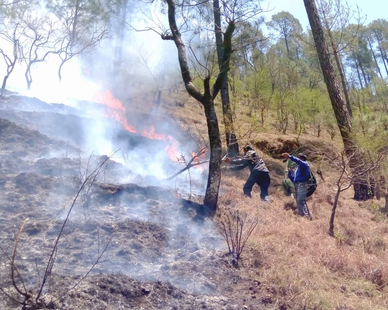 fire in forest again.