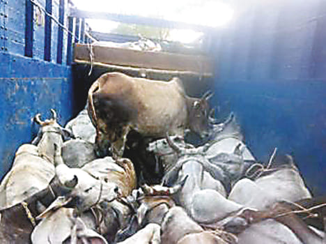 Full of neat cattle truck caught
