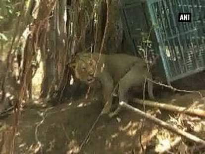 Forest officials rescue Asiatic lion 