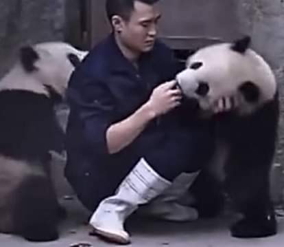 Cute Alert！Clingy pandas don’t want to take their medicine