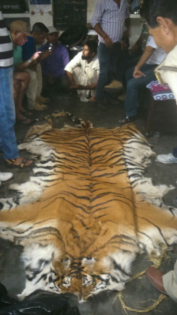 four arrested with tiger skin.