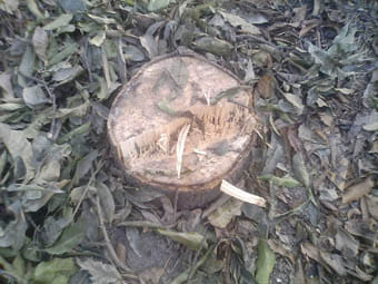 Tress cut