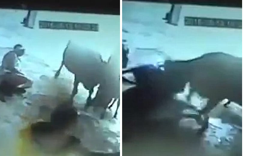 incredible moment when a cow tries to save the girl in gwalior