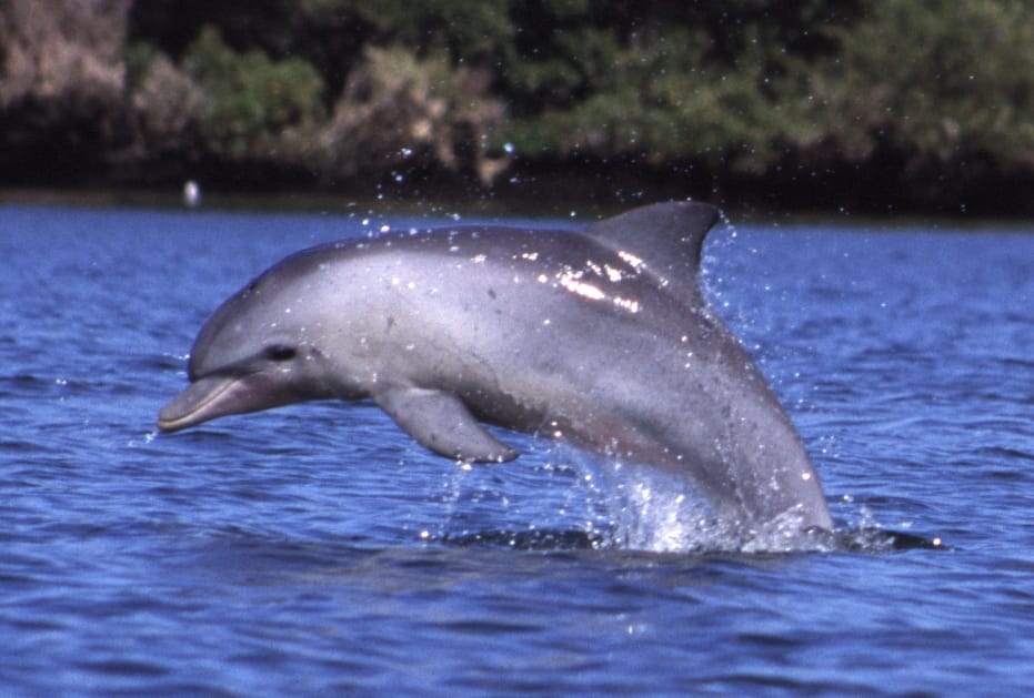 Dolphin Gangetik Resource Center will open in UP 