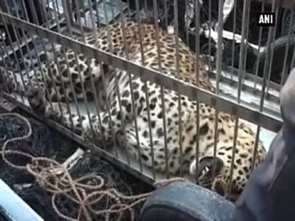 Leopard dies during rescue ops