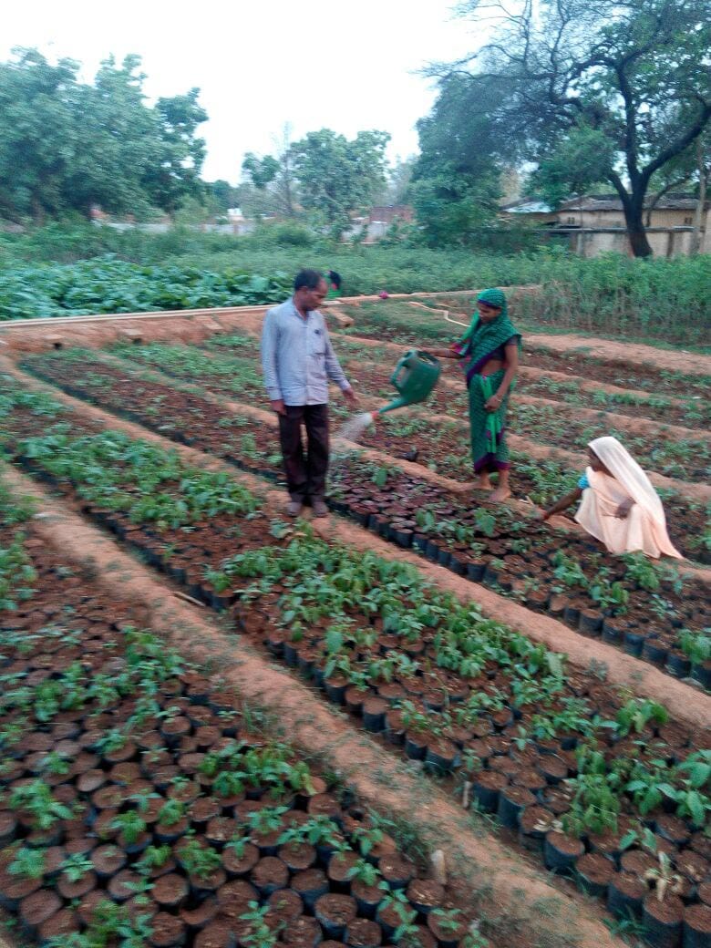 15 lacs plants 