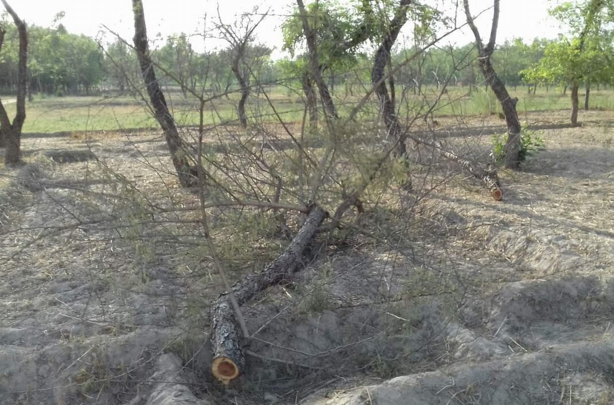 man fall from tree, serious
