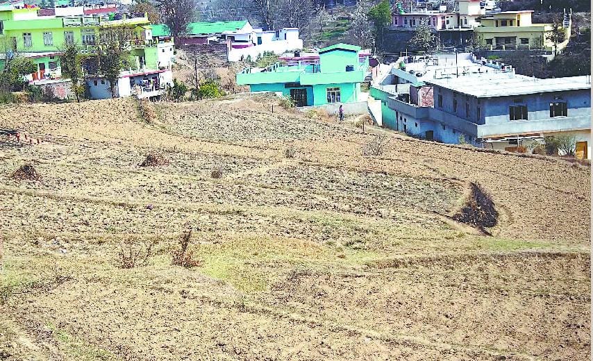 So it will take a break on the cultivation of ginger