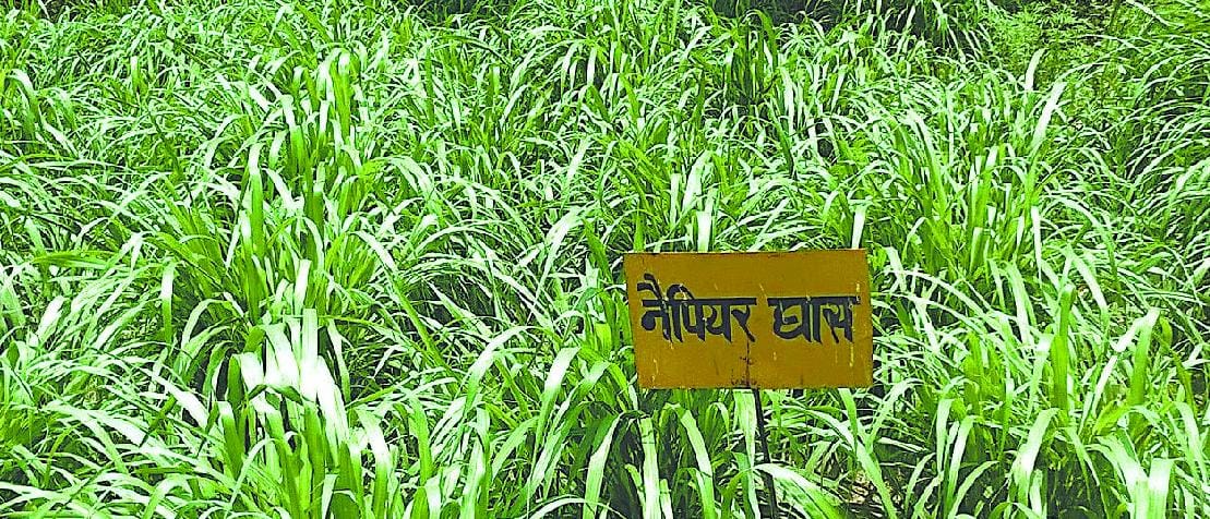 bhainswada farm