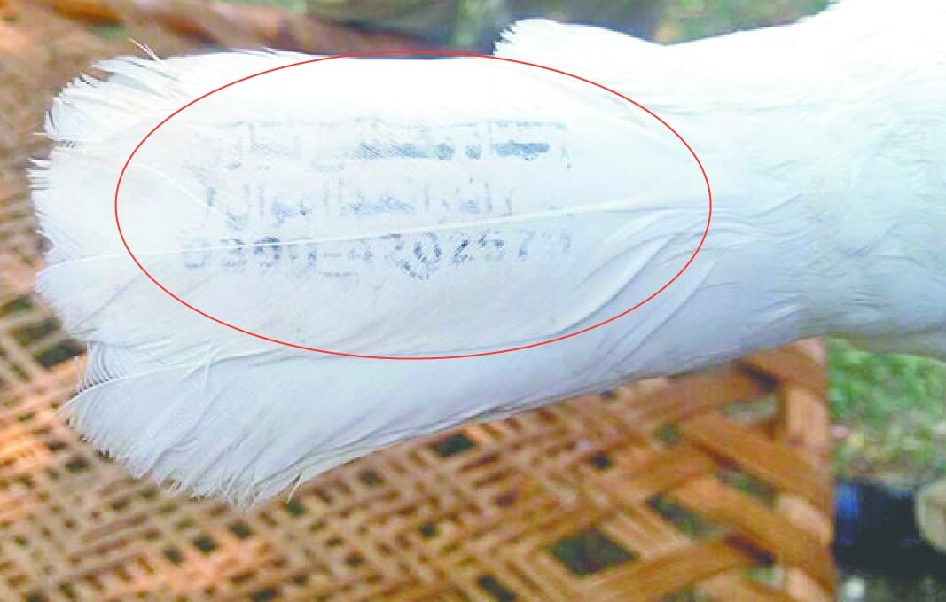 pakistani pigeons cought in indian border area
