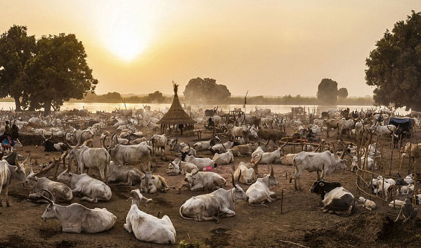 five sent jail for killed the cow