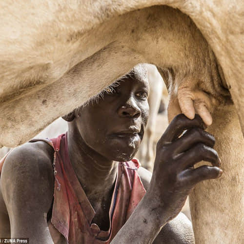 these tribes use cow dung as facial
