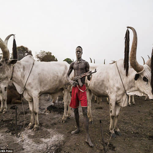 these tribes use cow dung as facial