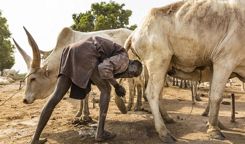 these tribes use cow dung as facial