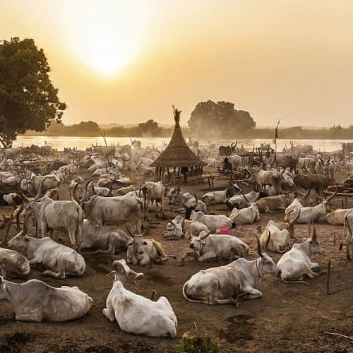 these tribes use cow dung as facial