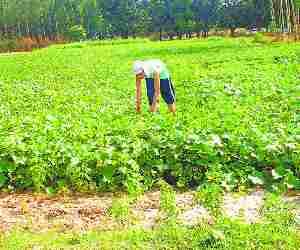 Vegetables production on the rise