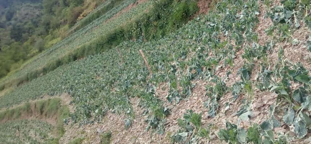 crops destroyed due to Hailstorm and rain in himachal