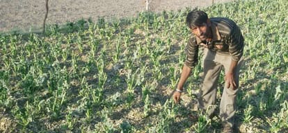 crops destroyed due to Hailstorm and rain in himachal