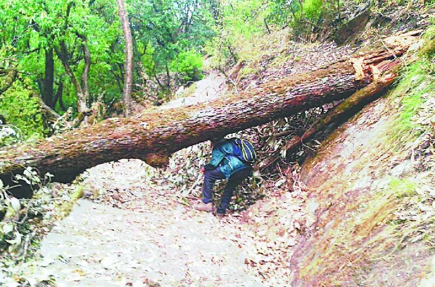 Namik fallen tree on the way, the crisis ration