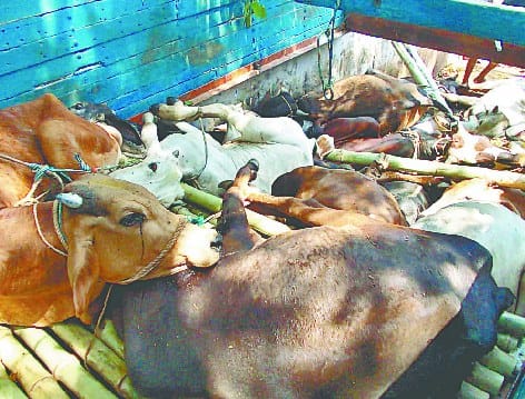 Dozens of trucks were packed stuffed cow , bull