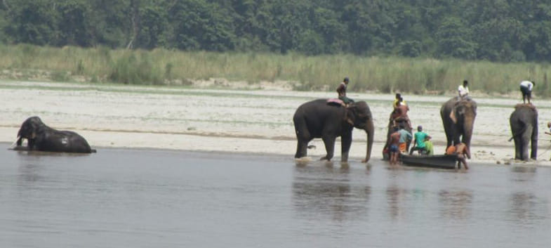 Heat-stricken Nepali elephants Giving relief to Sharda