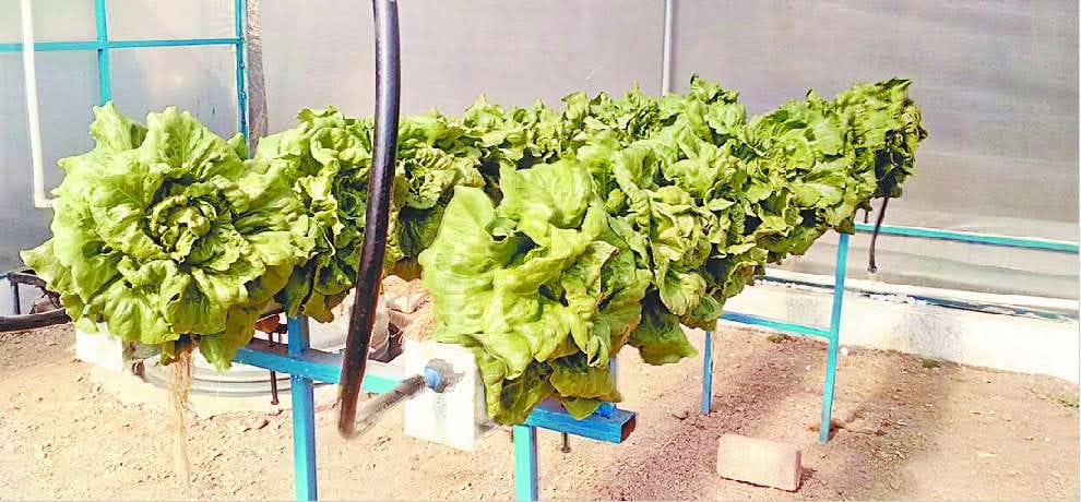 Hydroponic method for growing plants using mineral nutrient solutions in water without soil